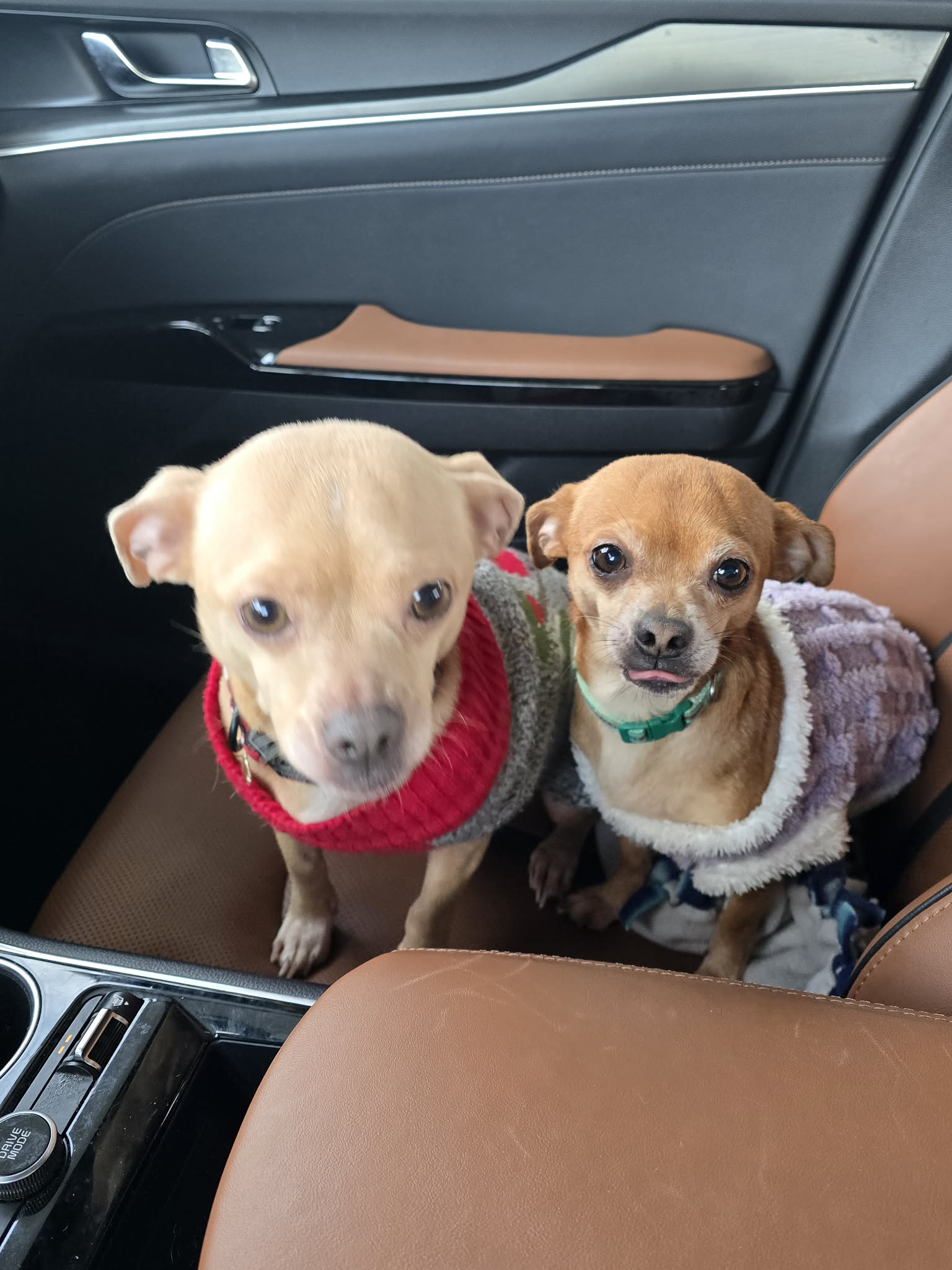 Jasmine and Lady Gray (Bonded Pair) Image