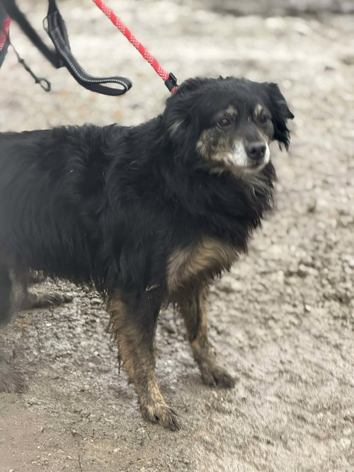 JUPITER - Australian Shepherd available for adoption