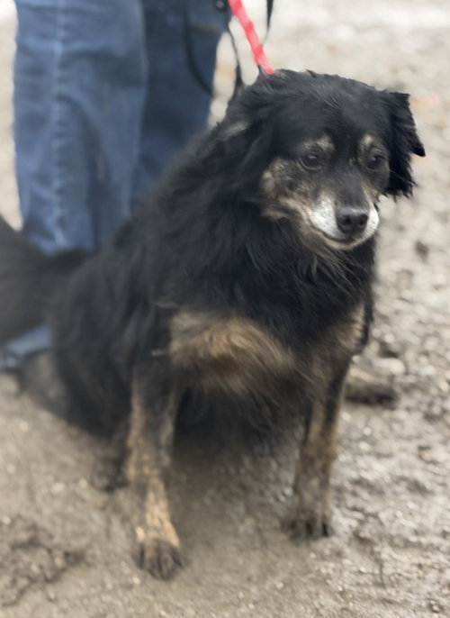 JUPITER - Australian Shepherd available for adoption