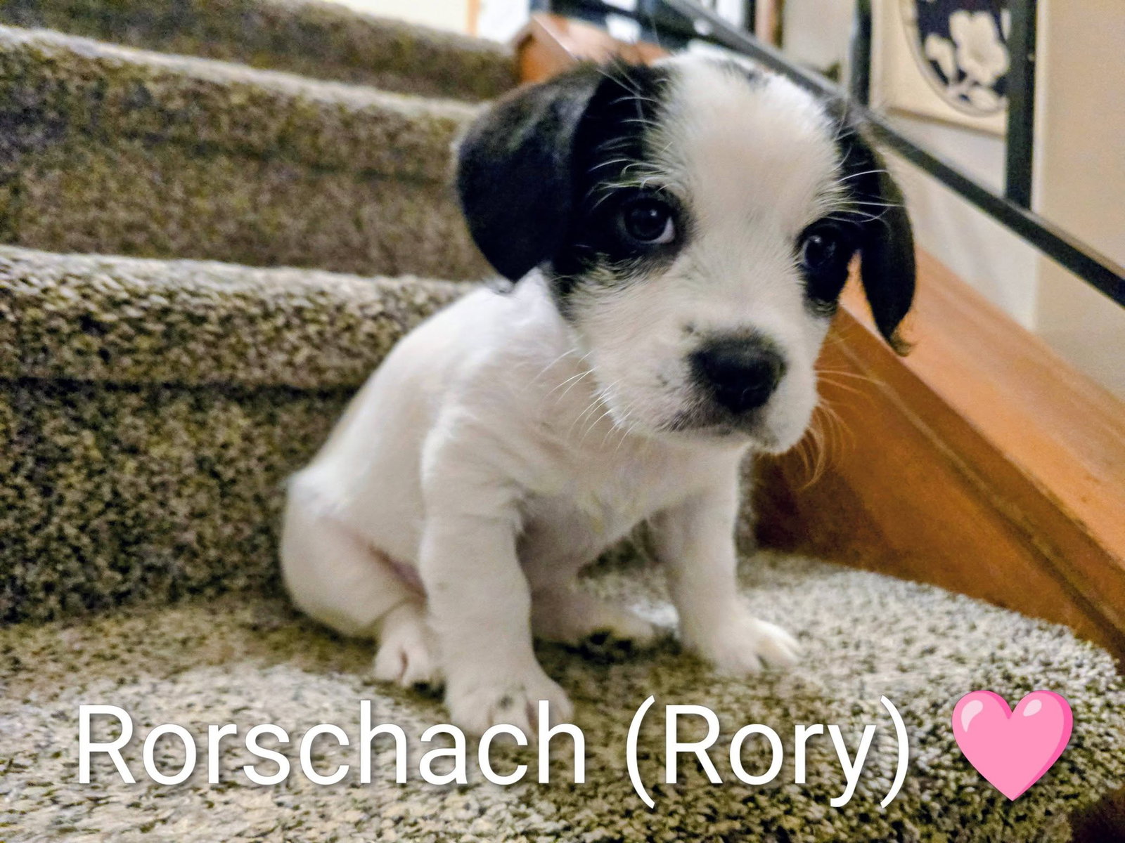 Pippin's Puppies - Rorschach (Rory) Image