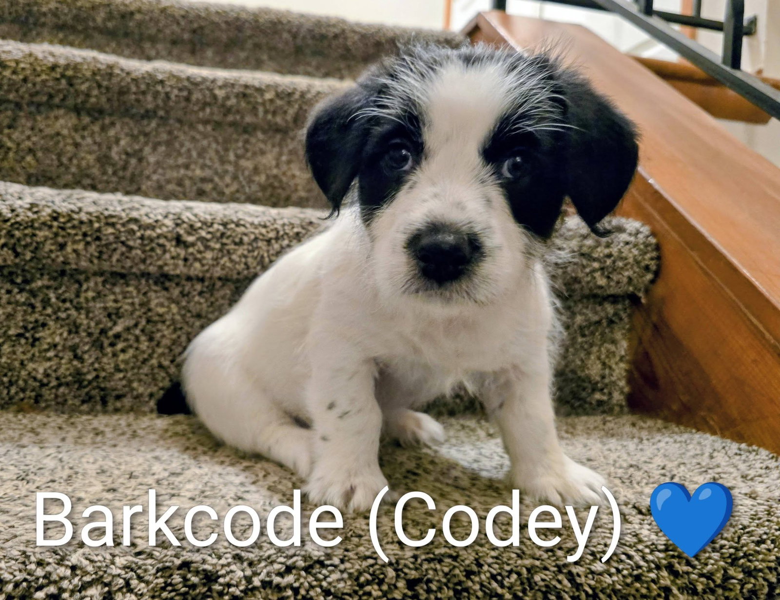 Pippin's Puppies - Bark-code (Codey) Image