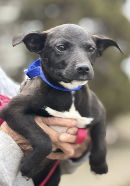 picture of the dog needing adoption