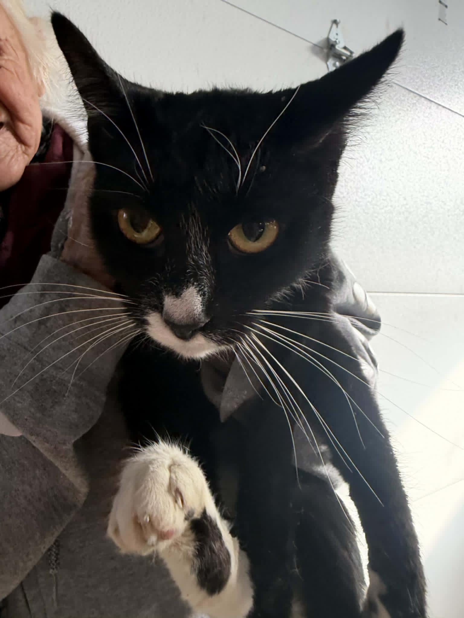 Sassy (Kitty) Image