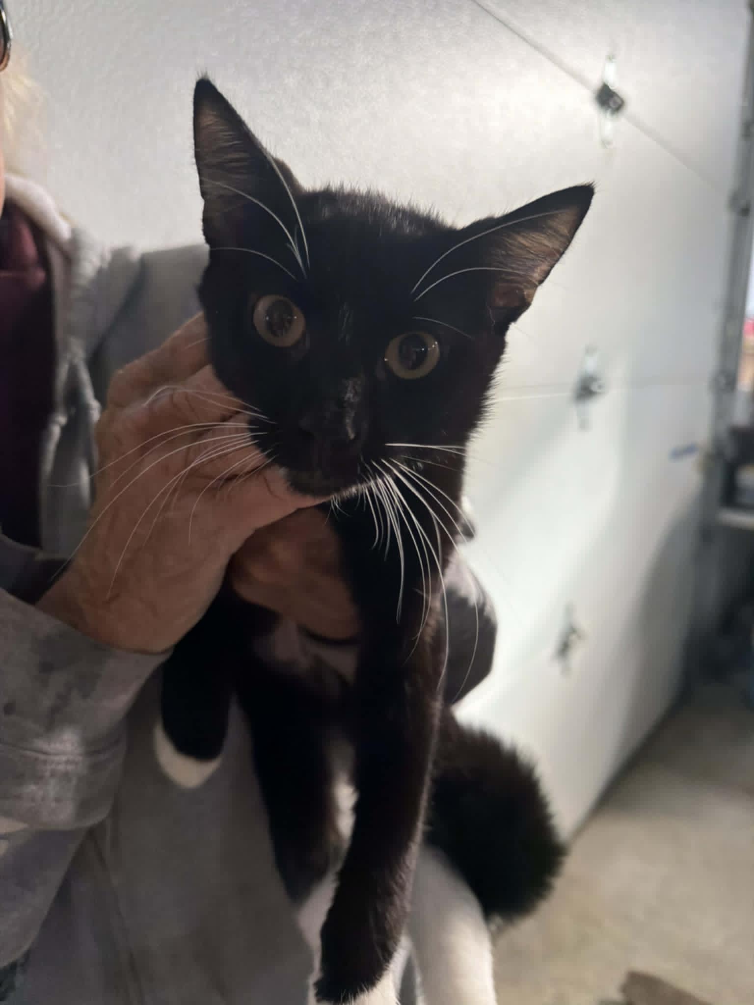 Whiskers (Kitty) Image