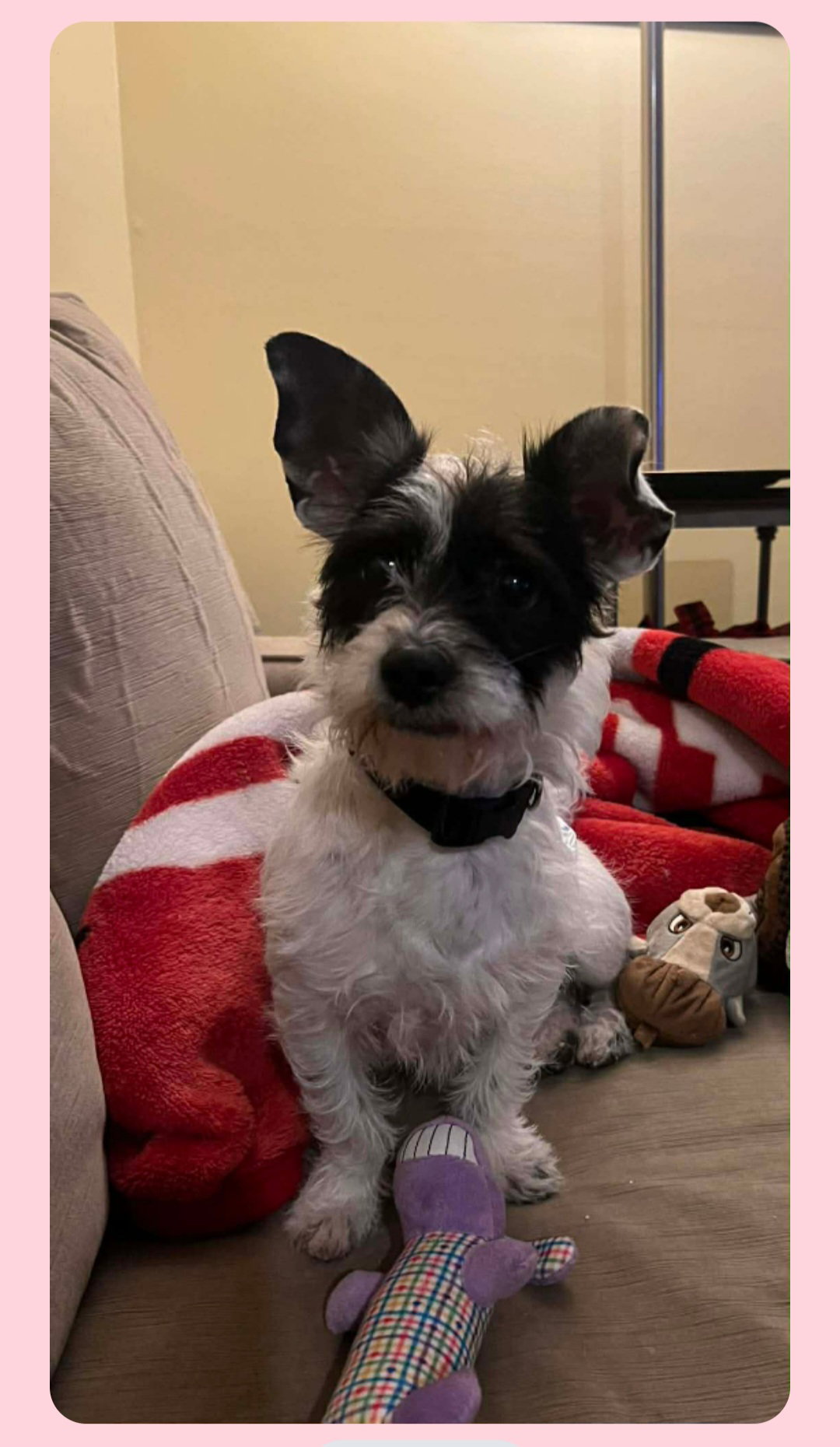Oreo Image