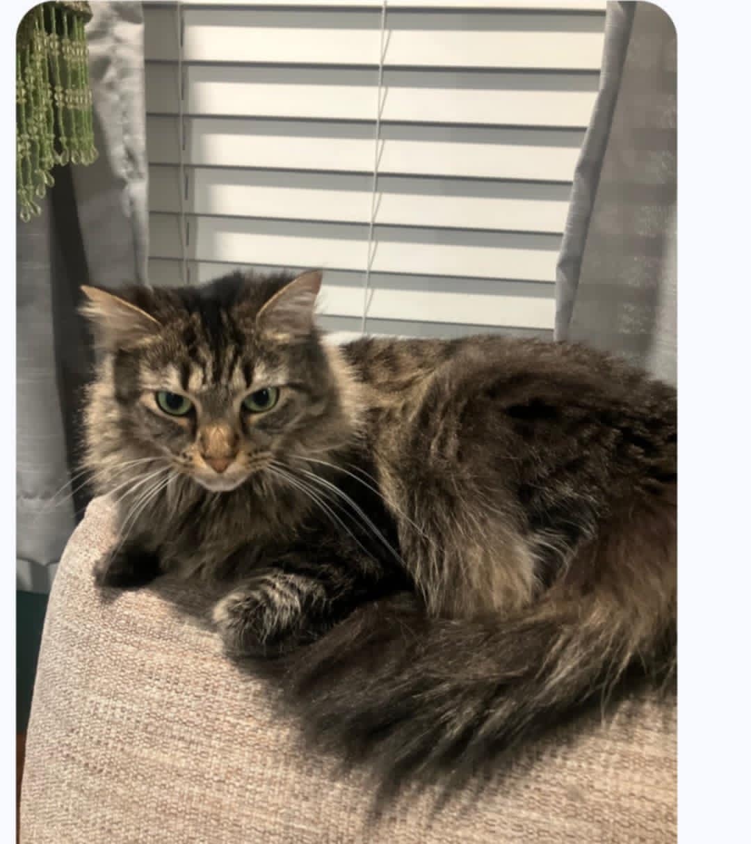 Freya (Kitty) Image