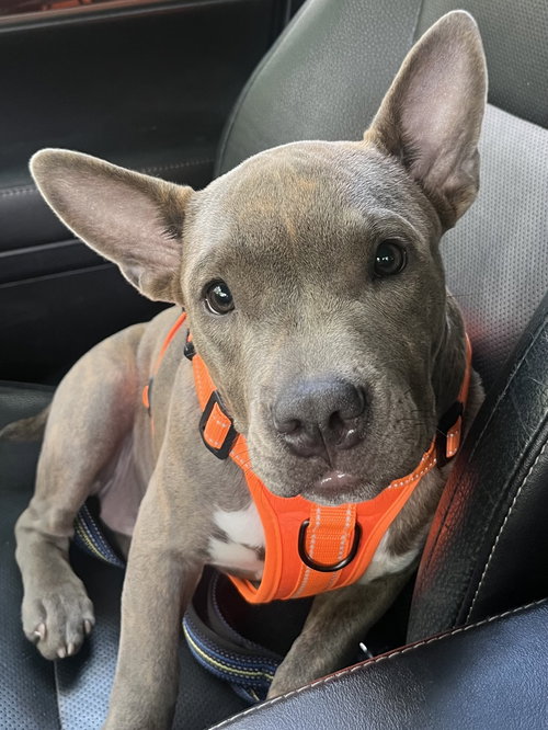 Nyomi, an adoptable American Pit Bull Terrier in Ashville, OH