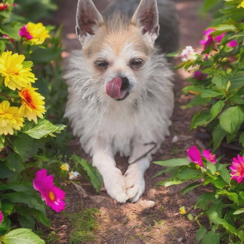 Low Rider, an adoptable Chihuahua in Ashville, OH
