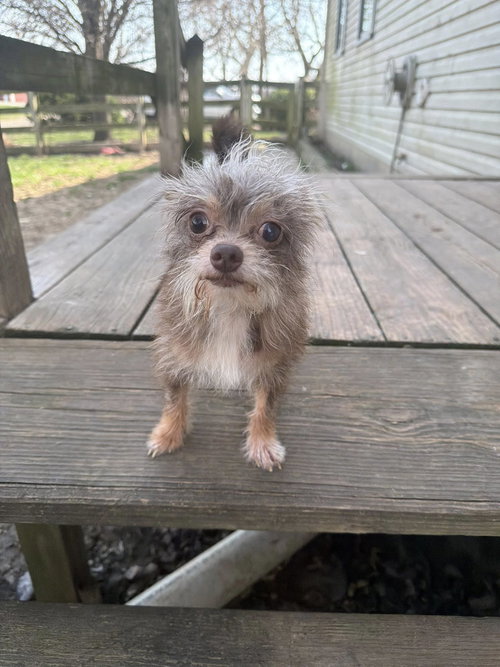 Pooh, an adoptable Chihuahua in Ashville, OH