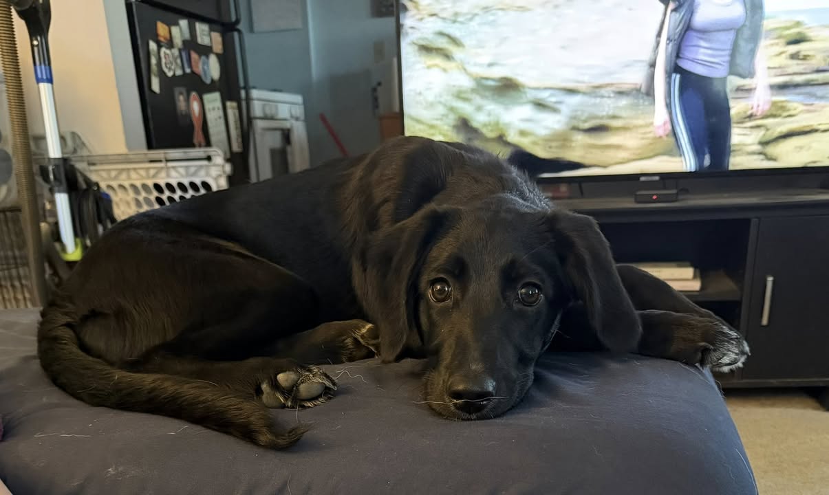 Pups - Strongheart (Enid) Image