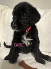 Laney photo 6