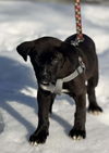 Laney photo 5