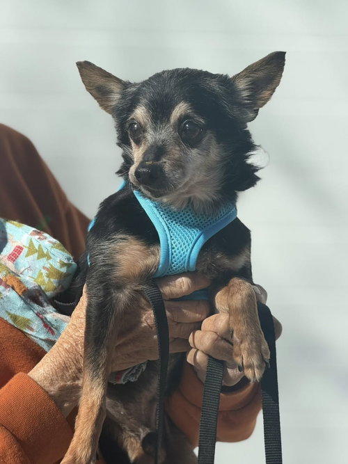 Tiny, an adoptable Chihuahua in Ashville, OH