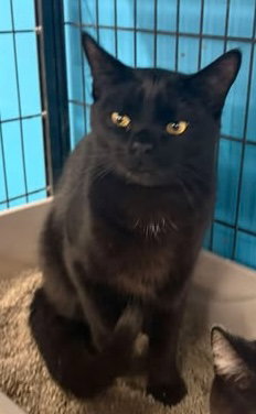 Jeter (Kitty), an adoptable Domestic Short Hair in Ashville, OH