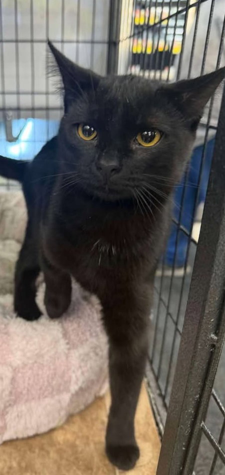 Mamba (Kitty) Image