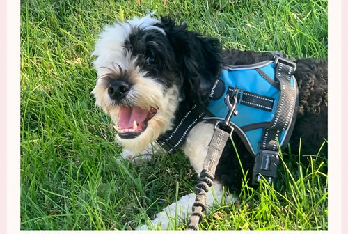 Buster, an adoptable Bernese Mountain Dog in Ashville, OH