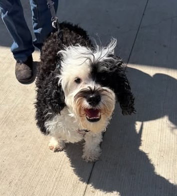 Buster, an adoptable Bernese Mountain Dog in Ashville, OH