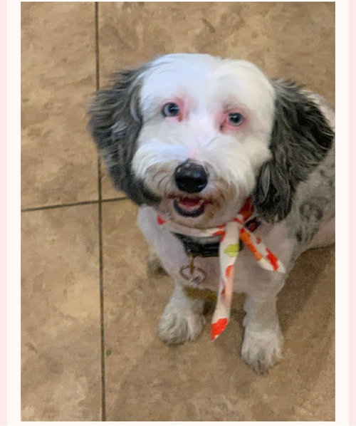 Delilah, an adoptable Sheep Dog in Ashville, OH