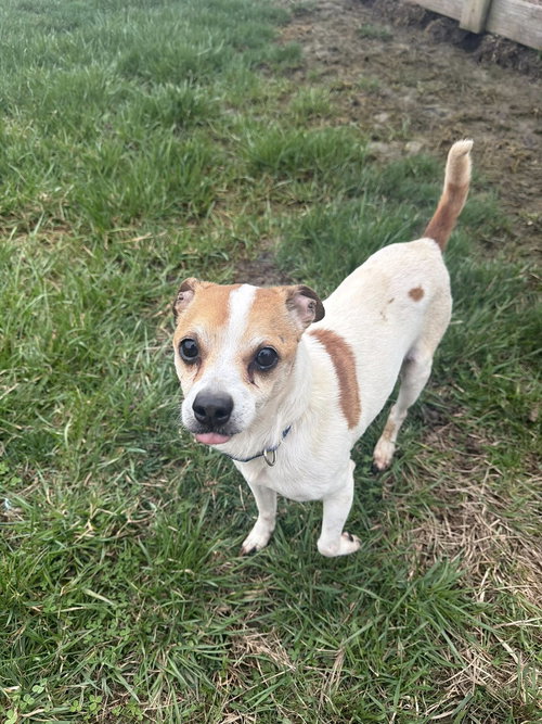 Jasmine (Jazz), an adoptable Chihuahua in Ashville, OH