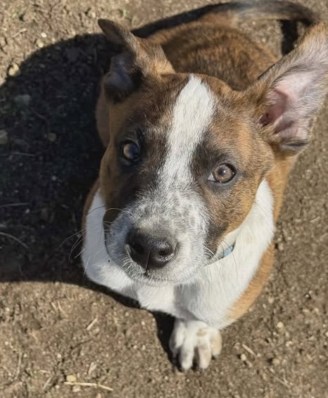 picture of the dog needing adoption