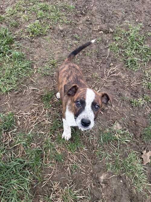Jack Miles, an adoptable Unknown breed in Ashville, OH