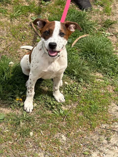 picture of the dog needing adoption