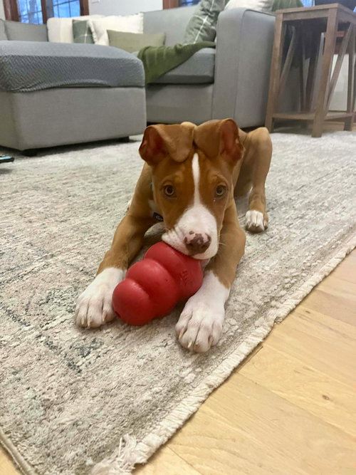picture of the dog needing adoption
