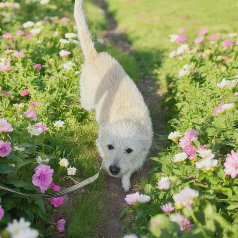 Macy, an adoptable Poodle in Ashville, OH