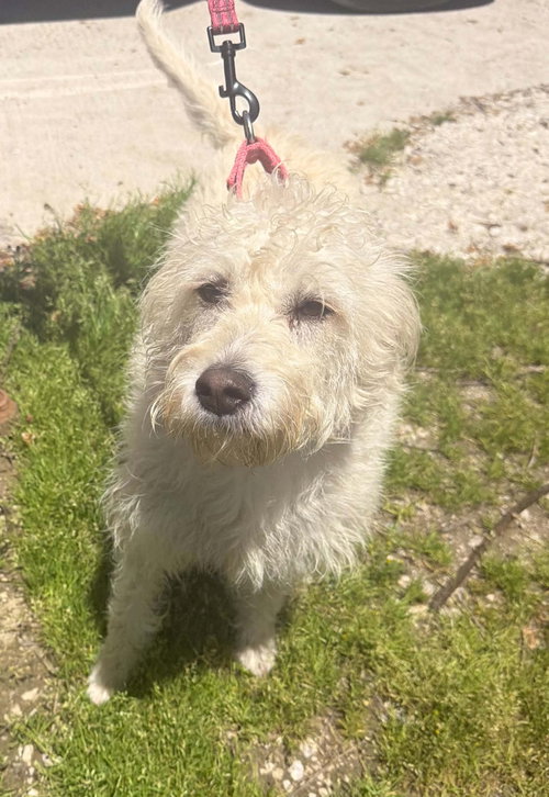 Macy, an adoptable Poodle in Ashville, OH