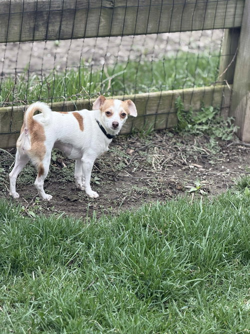 Junie, an adoptable Chihuahua in Ashville, OH