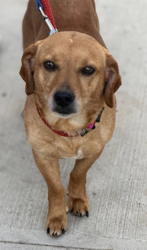 Finn Two, an adoptable Beagle in Ashville, OH