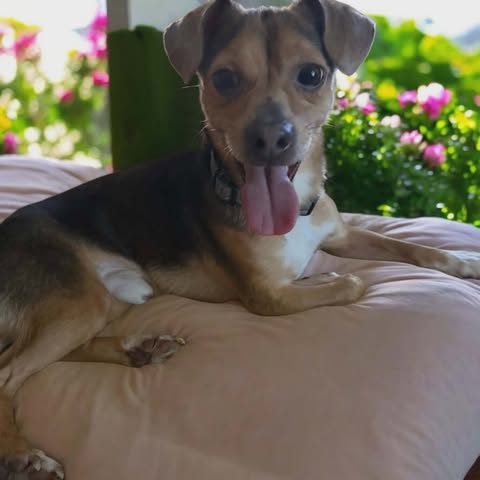S'mores, an adoptable Beagle in Ashville, OH