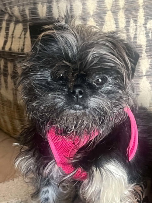 Sis, an adoptable Shih Tzu in Ashville, OH