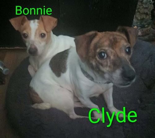 Bonnie & Clyde (Bonded Pair), an adoptable Jack Russell Terrier in Ashville, OH