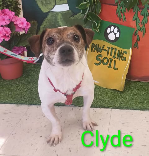 Bonnie & Clyde - Clyde, an adoptable Jack Russell Terrier in Ashville, OH