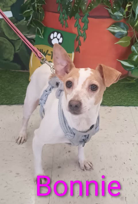 Bonnie & Clyde - Bonnie, an adoptable Jack Russell Terrier in Ashville, OH
