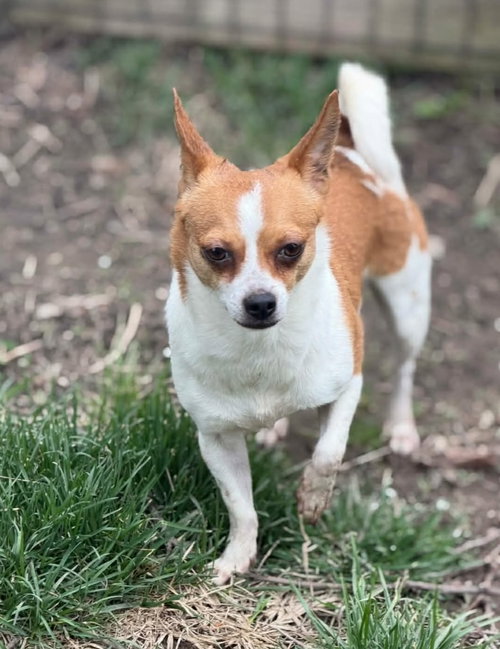 CeCe *FTA*, an adoptable Chihuahua in Ashville, OH