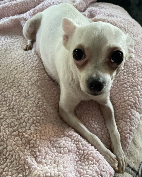 Sassy, an adoptable Chihuahua in Ashville, OH