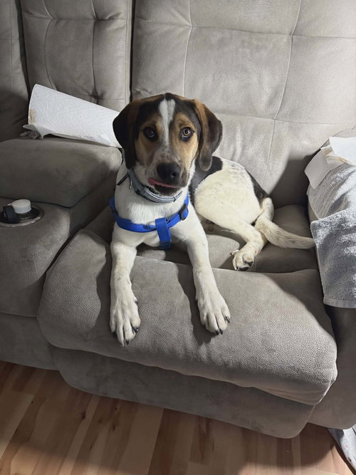 Colby, an adoptable Hound in Ashville, OH