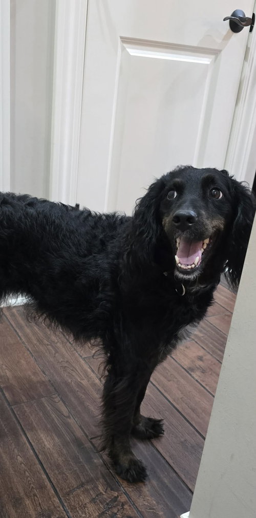 Shyla, an adoptable Springer Spaniel in Ashville, OH