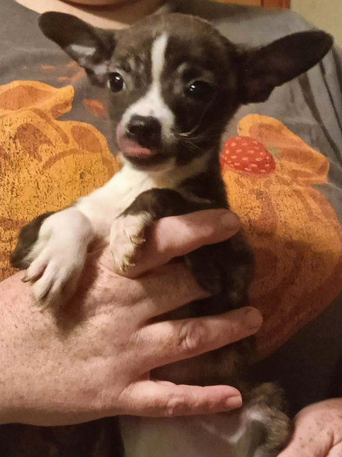 Three Chi Company - Zeba, an adoptable Chihuahua in Ashville, OH