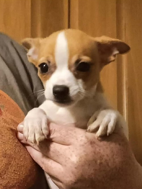 Three Chi Company -  Fatty Patty, an adoptable Chihuahua in Ashville, OH