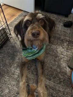 Bodie, an adoptable Schnauzer in Ashville, OH