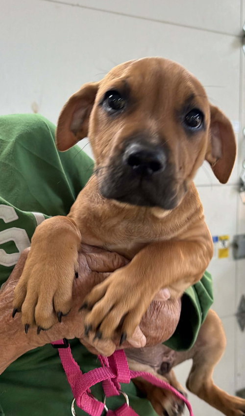 Churro, an adoptable Beagle in Ashville, OH