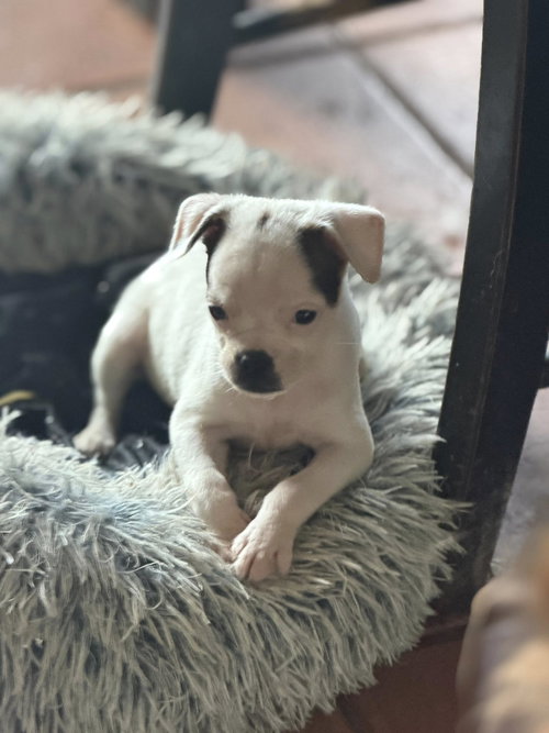 Sweet Treat Pups - Whimzee