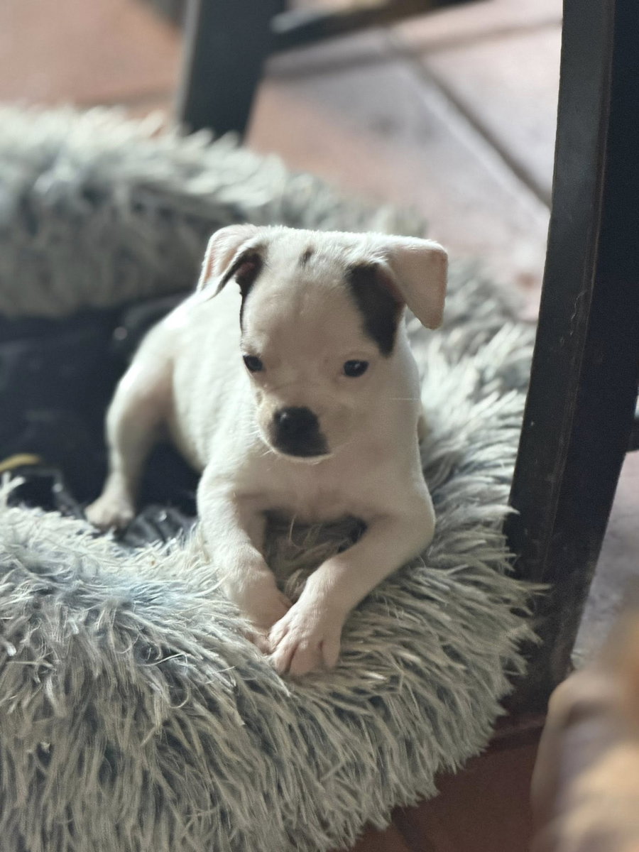 Sweet Treat Pups - Whimzee