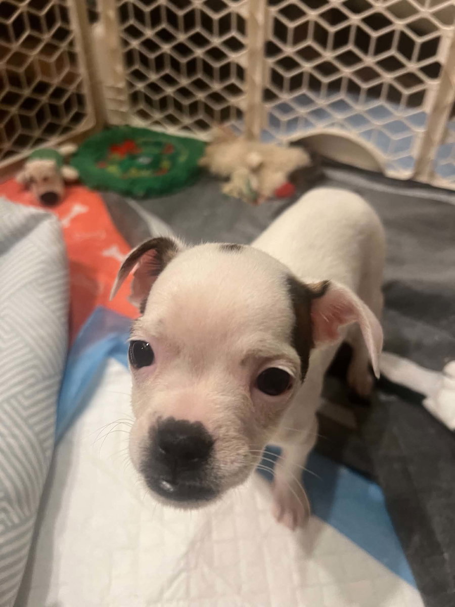 Sweet Treat Pups - Whimzee