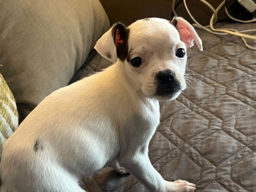 Sweet Treat Pups - Whimzee, an adoptable Chihuahua in Ashville, OH