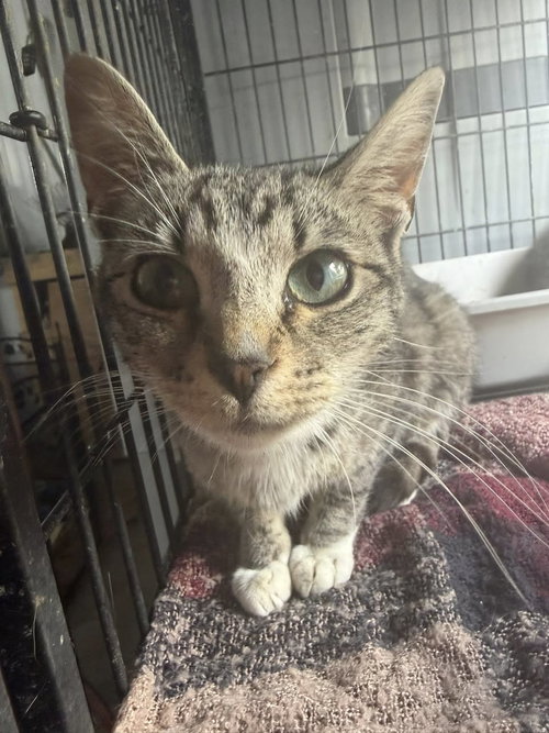 Delilah (Kitty), an adoptable Domestic Short Hair in Ashville, OH