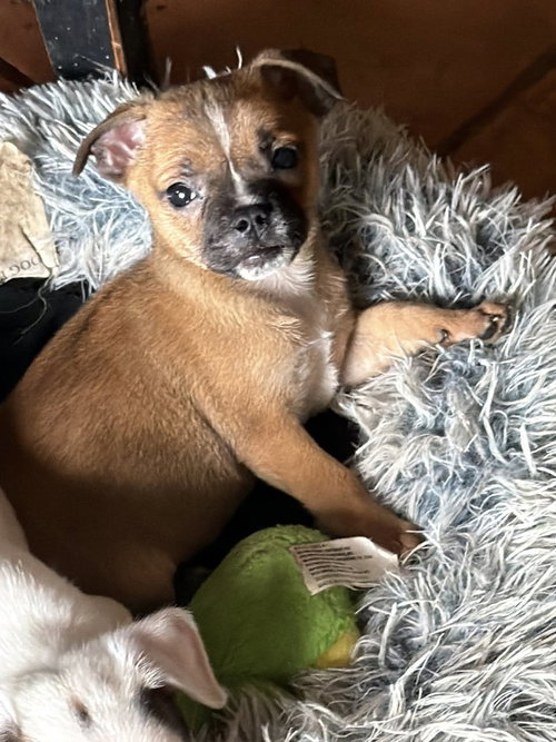 Sweet Treat Pups - Milk Bone